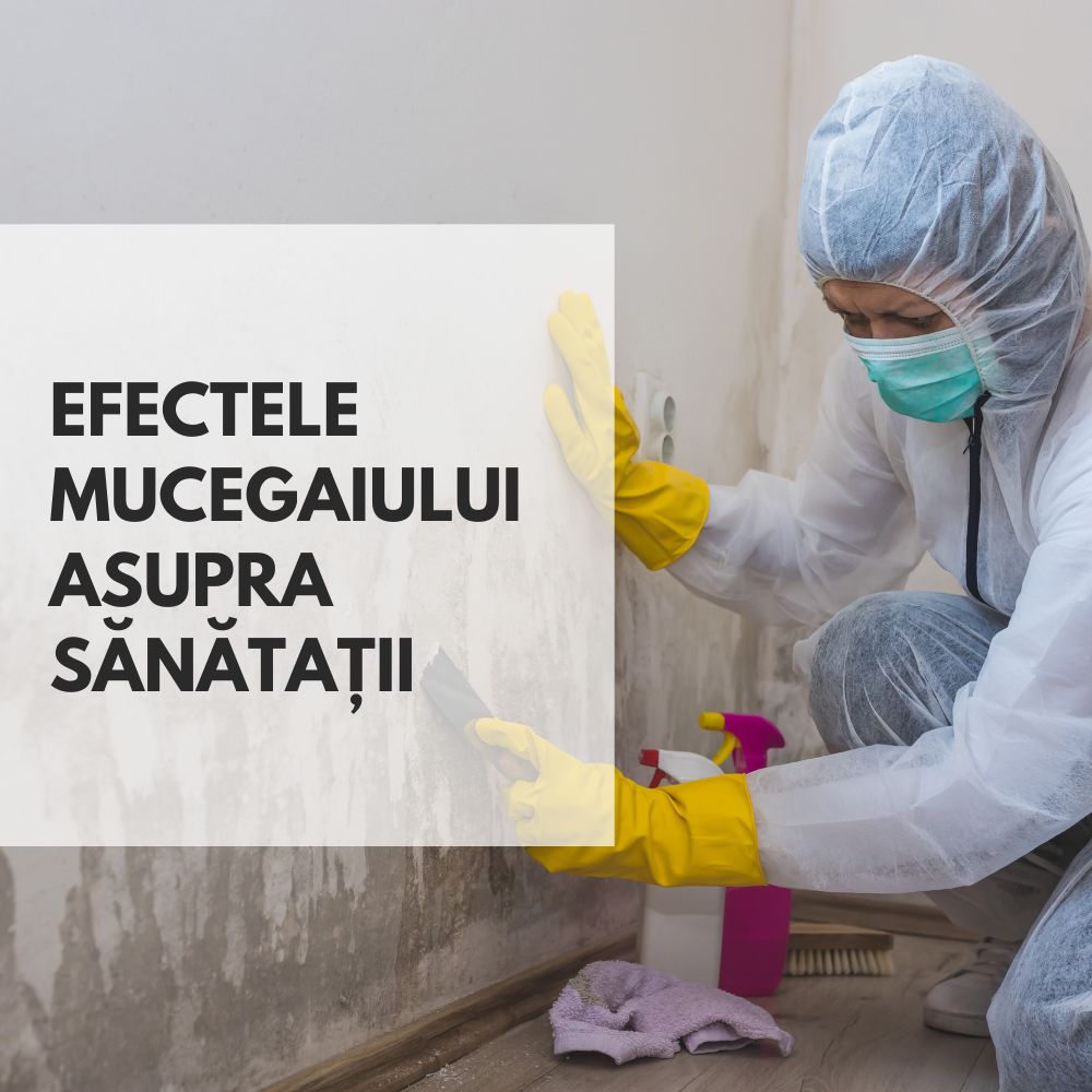 Efectele mucegaiului asupra sănătății - Isoflect Insulation